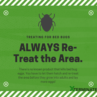 re-treating bed bugs